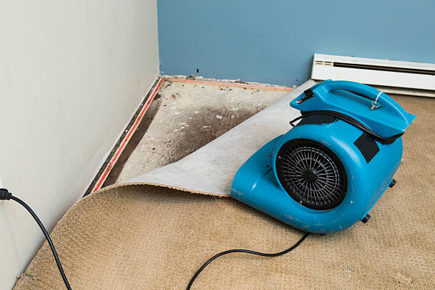 Best Professional water damage repair  in Republic, WA